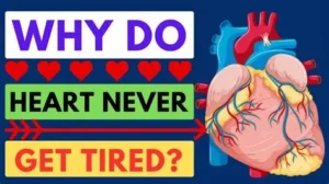 Read more about the article How the Heart Works and Why It Never Gets Tired