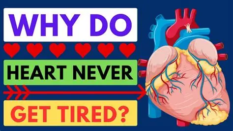 You are currently viewing How the Heart Works and Why It Never Gets Tired