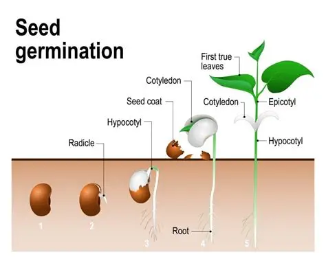 You are currently viewing How Seeds Grow into Plants and Why Plants Need Care