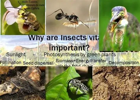 Read more about the article Why Insects Are Small but Super Important for Life on Earth