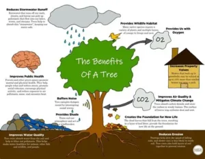 Read more about the article Why Trees Are Important and How They Help the Planet