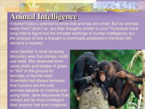 Read more about the article Are Animals Intelligent? How Scientists Study Animal Intelligence