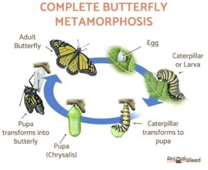 Read more about the article How Butterflies Are Born and Why Their Life Cycle Is Amazing