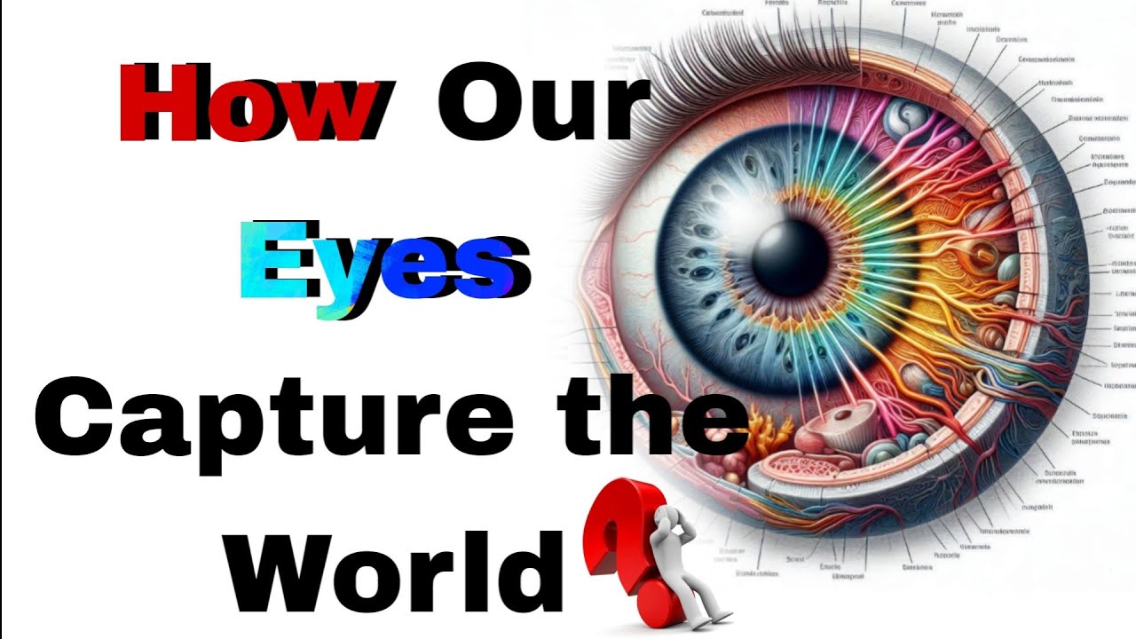Read more about the article How Our Eyes Help Us See the World