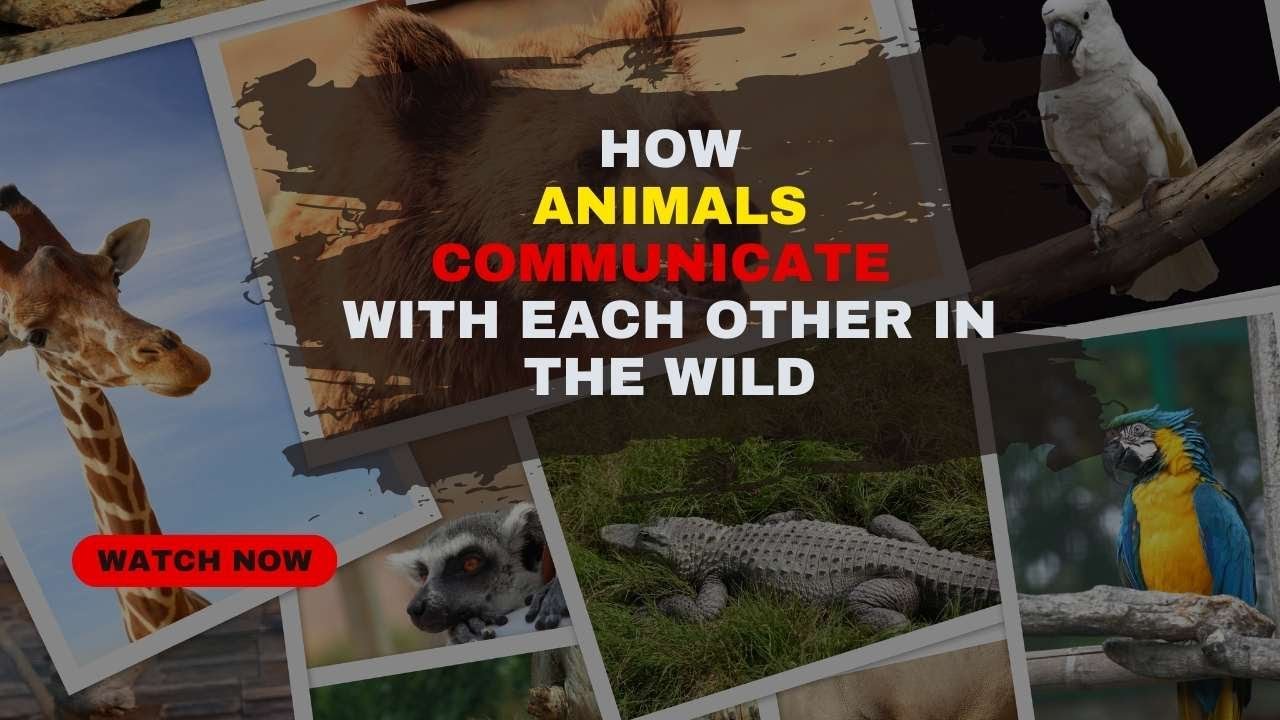 Read more about the article How Animals Communicate With Each Other in the Wild
