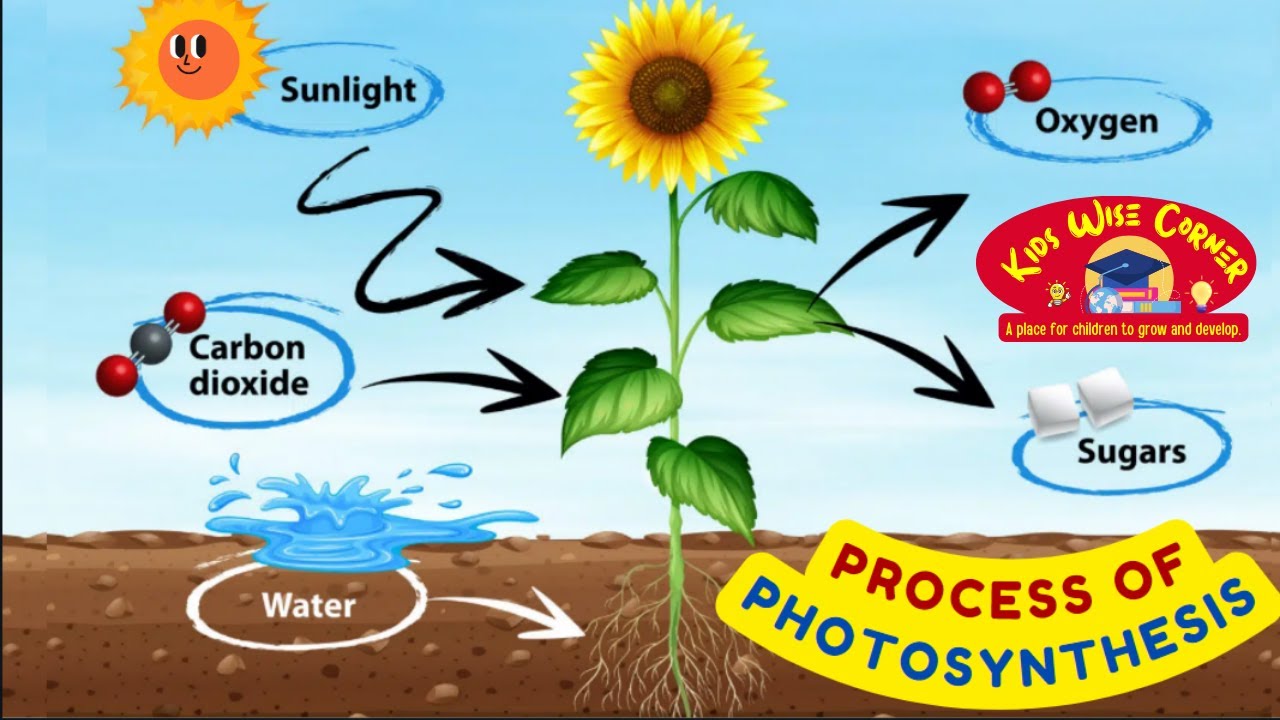 Read more about the article How Plants Make Their Own Food: The Magic of Photosynthesis
