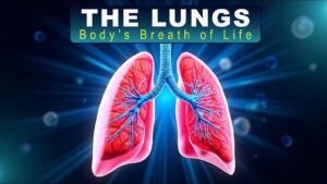 Read more about the article How Our Lungs Help Us Breathe and Stay Alive