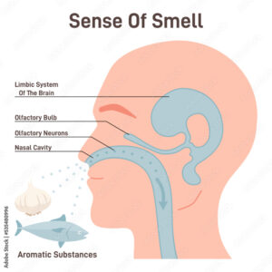 Read more about the article How Our Nose Helps Us Smell and Why Smell Is Important