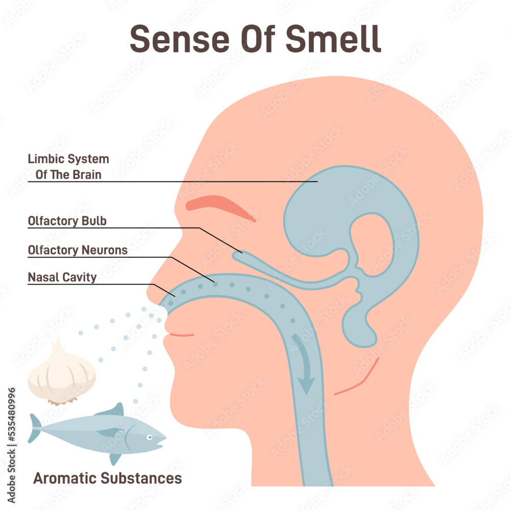 Read more about the article How Our Nose Helps Us Smell and Why Smell Is Important