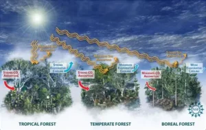 Read more about the article Scientists Study How Forests Help Fight Climate Change