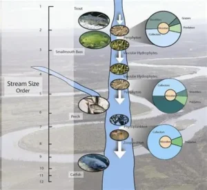 Read more about the article Scientists Explain How Clean Rivers Support Healthy Ecosystems