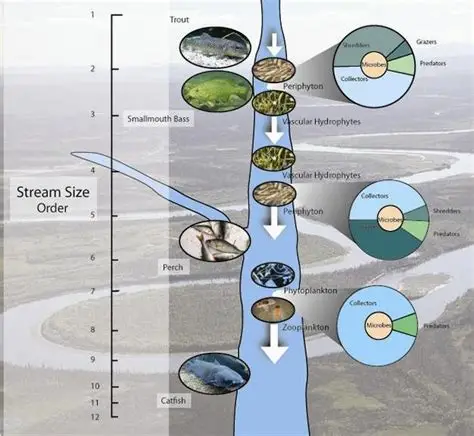You are currently viewing Scientists Explain How Clean Rivers Support Healthy Ecosystems