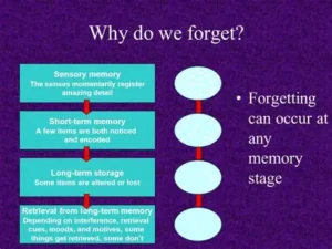 Read more about the article Why We Forget Things and How Memory Works