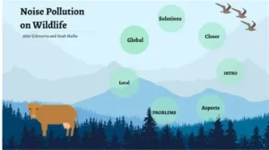 Read more about the article Scientists Study How Reducing Noise Pollution Helps Animals and People