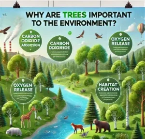 Read more about the article Why Trees Are Important and How They Help the Earth Breathe