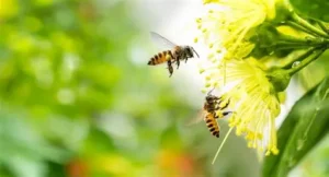 Read more about the article Communities Protect Bees and Other Pollinators