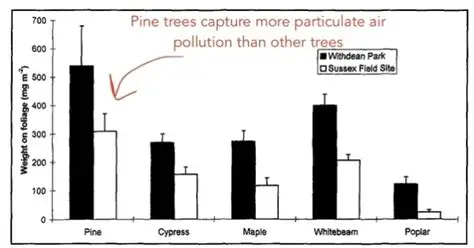 You are currently viewing Scientists Study How Trees Improve Air Quality