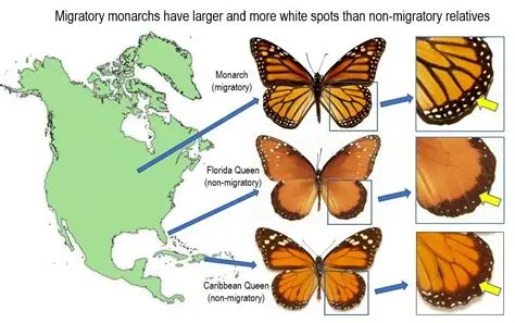 You are currently viewing Scientists Study How Butterflies Help the Environment