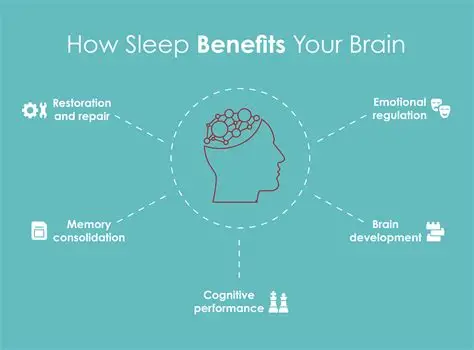 You are currently viewing Scientists Study How Sleep Helps the Brain Grow
