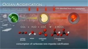 Read more about the article Scientists Study How Oceans Absorb Carbon Dioxide