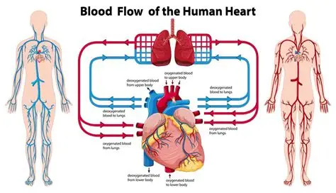 Read more about the article How Blood Travels Through the Body and Why It Is So Important