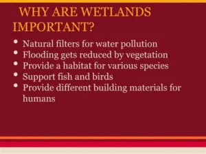 Read more about the article Scientists Explain Why Protecting Wetlands Is Important
