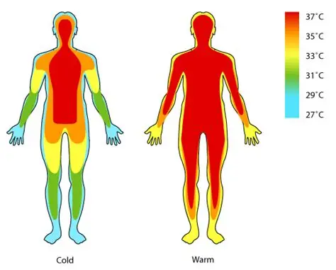 Read more about the article Why We Feel Hot and Cold and How Our Body Controls Temperature