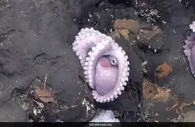 Read more about the article Scientists Discover New Deep-Sea Creatures