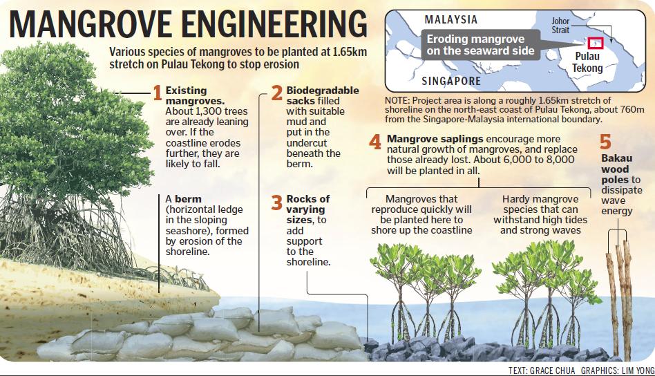 You are currently viewing Scientists Study How Mangroves Protect Coastal Areas