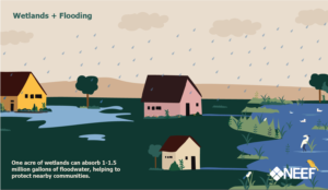 Read more about the article Scientists Study How Protecting Rivers Helps Prevent Floods