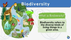 Read more about the article What Is Biodiversity and Why Every Living Thing Matters