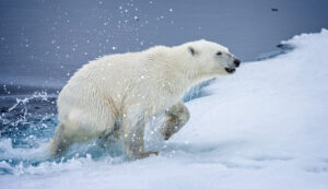 Read more about the article Why Polar Animals Can Survive in Extreme Cold