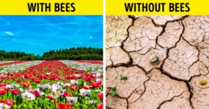 Read more about the article Why Bees Are So Important and What Happens If They Disappear