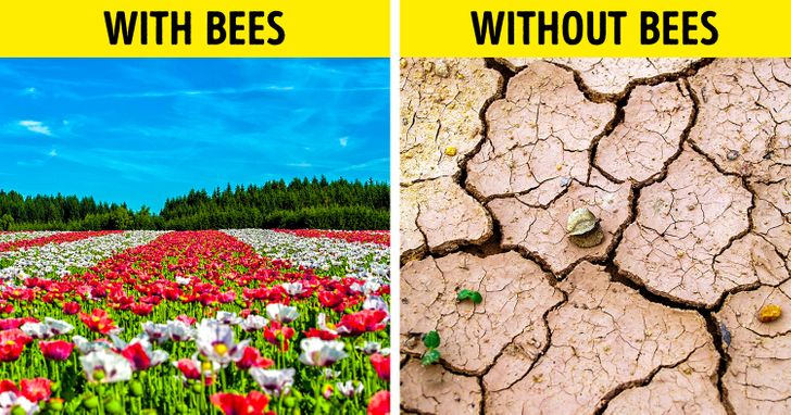 You are currently viewing Why Bees Are So Important and What Happens If They Disappear