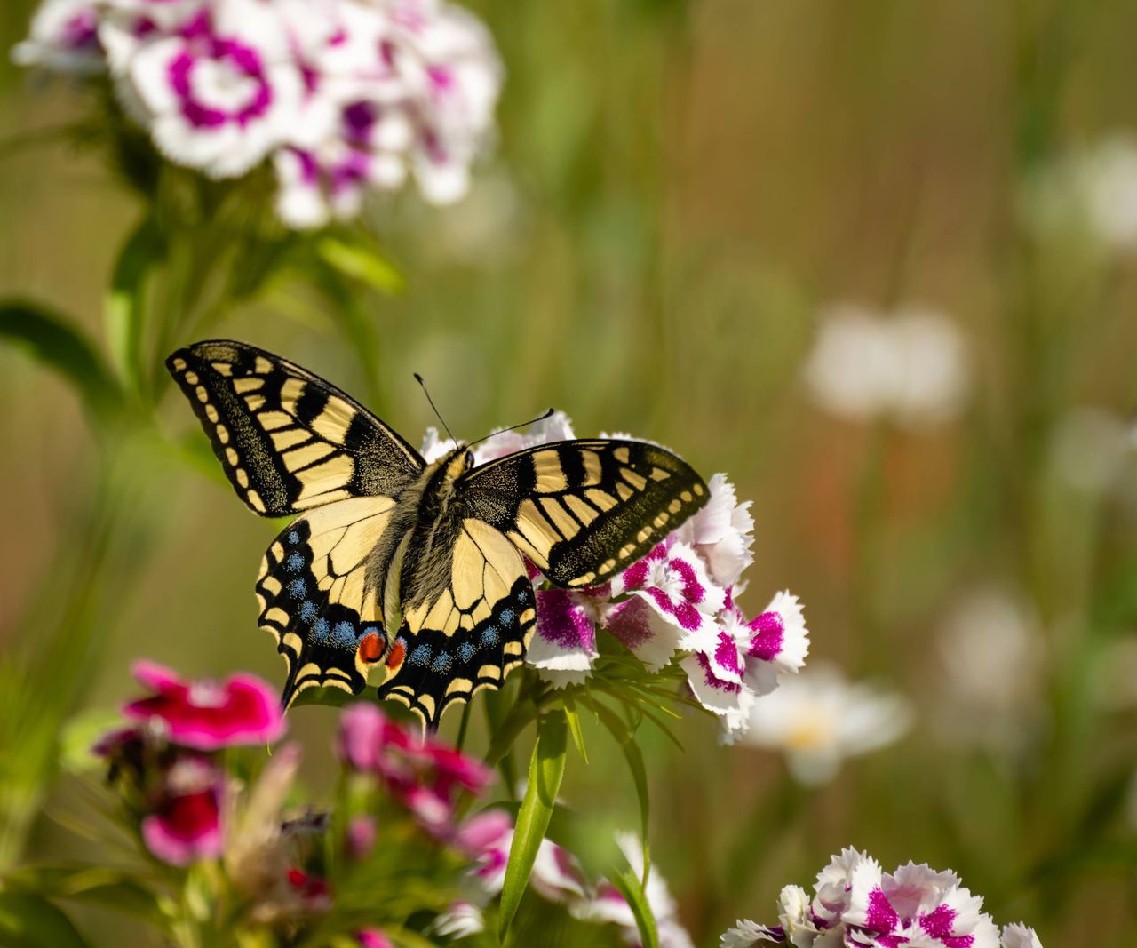 You are currently viewing Nature Experts Explain How Butterflies Help Plants Grow