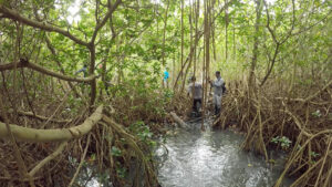 Read more about the article Scientists Study How Mangroves Protect Coastal Areas