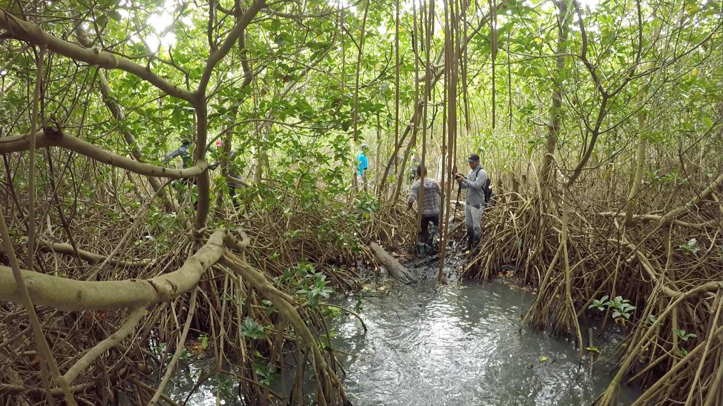 You are currently viewing Scientists Study How Mangroves Protect Coastal Areas
