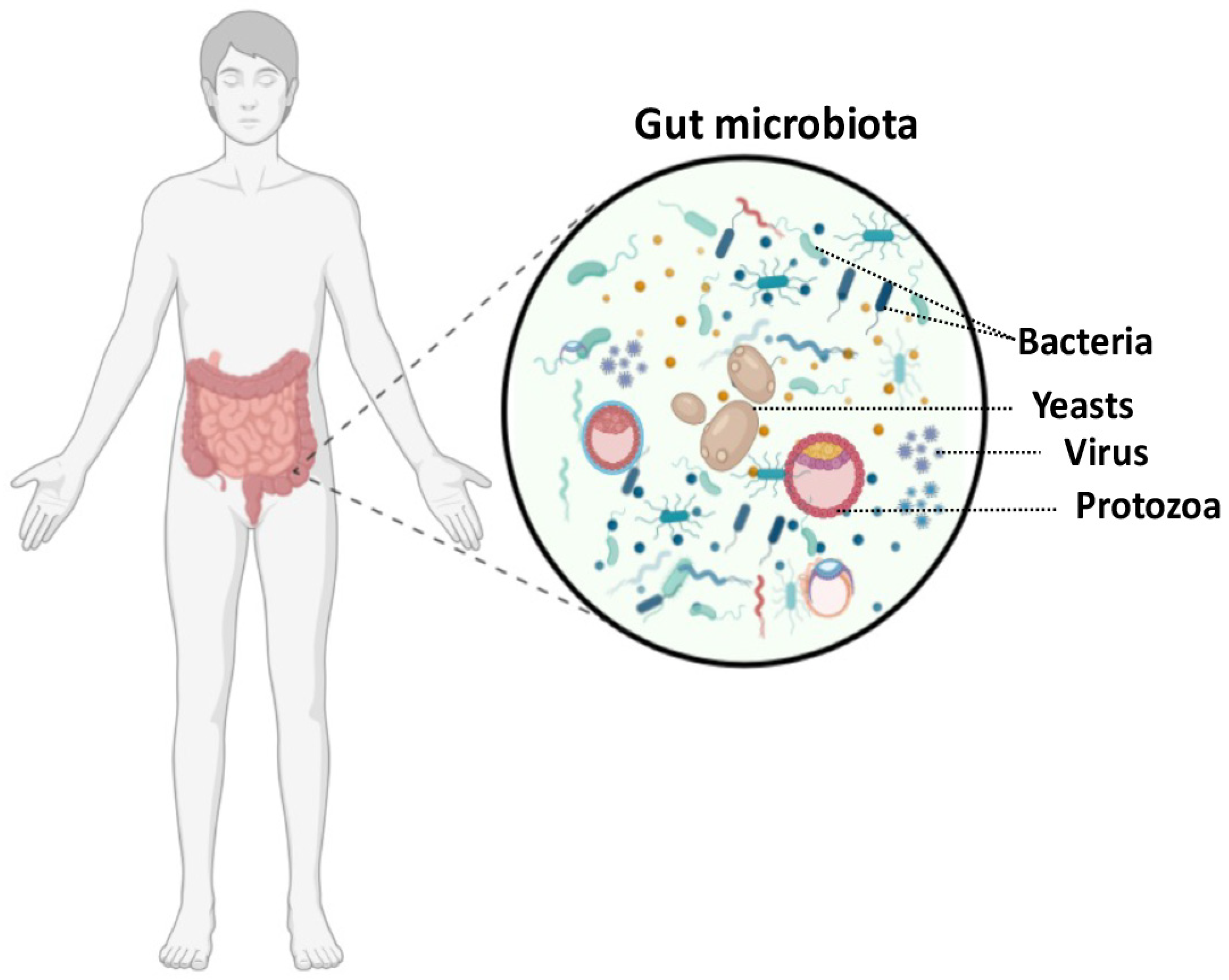 Read more about the article Scientists Study How Gut Bacteria Help Keep the Body Healthy