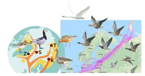 Read more about the article Scientists Track Migratory Birds to Understand Climate Change