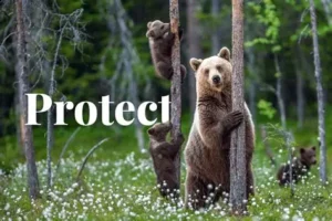 Read more about the article Government Expands Protected Forest Areas to Safeguard Wildlife