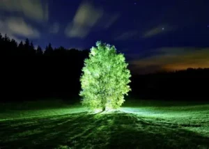 Read more about the article Scientists Develop Bioluminescent Trees to Provide Natural Night Lighting