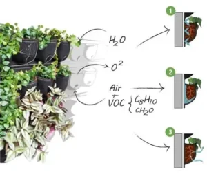 Read more about the article Scientists Develop Living Walls to Improve Air Quality in Cities