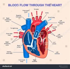 Read more about the article Doctors Explain How the Heart Pumps Blood and Keeps the Body Alive