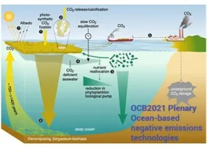 Read more about the article Scientists Develop Seaweed Farms to Absorb Carbon and Protect Oceans