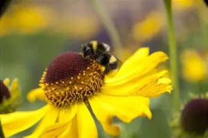 Read more about the article Scientists Study Bees to Protect Pollination and Food Supply