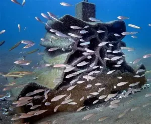 Read more about the article Scientists Create Artificial Reefs to Restore Marine Habitats