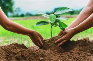 Read more about the article Planting Trees Helps Protect the Earth
