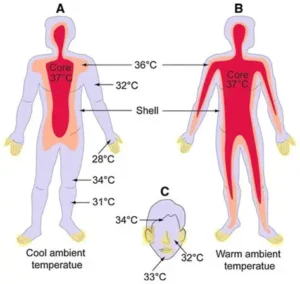 Read more about the article Why We Feel Hot and Cold and How Our Body Controls Temperature
