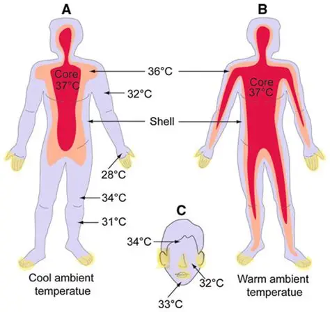 You are currently viewing Why We Feel Hot and Cold and How Our Body Controls Temperature