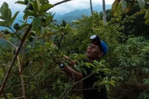 Read more about the article Scientists Study How Planting Trees Helps Fight Climate Change